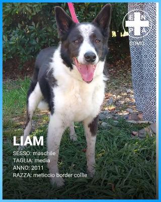 VENDO Cani a Como &ndash; foto 1