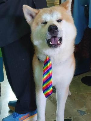 VENDO Cani a Brescia – foto 1