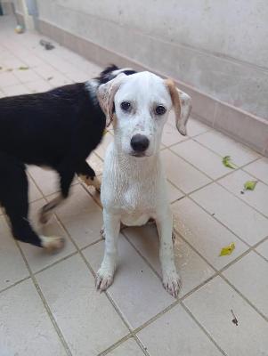 VENDO Cani a Corte Franca &ndash; foto 1