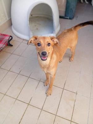VENDO Cani a Corte Franca – foto 1