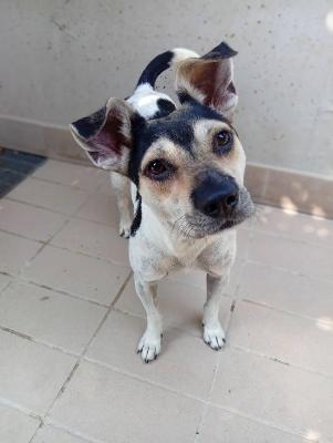 VENDO Cani a Corte Franca &ndash; foto 1