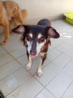 VENDO Cani a Corte Franca – foto 1