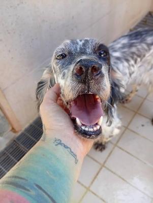 VENDO Cani a Corte Franca – foto 1