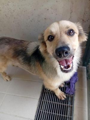 VENDO Cani a Corte Franca – foto 1