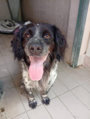 VENDO Cani a Corte Franca – foto 1
