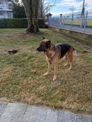VENDO Cani a Cuneo – foto 1