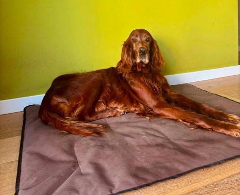 VENDO Cani a Cuneo – foto 1