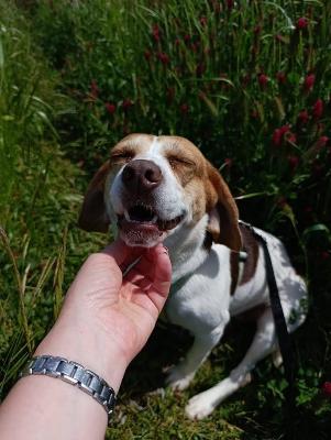 VENDO Cani a Tortona – foto 1