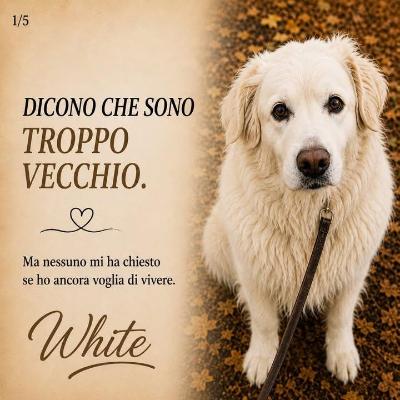 VENDO Cani a Trezzano sul Naviglio – foto 1