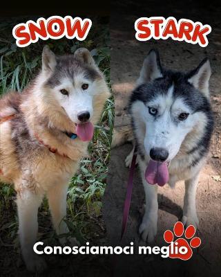 VENDO Cani a Mariano Comense – foto 1
