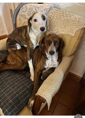 VENDO Cani a Campi Bisenzio – foto 1