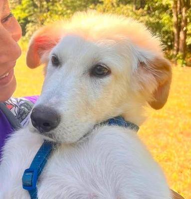 VENDO Cani a Somma Lombardo – foto 1