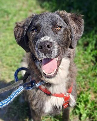 VENDO Cani a Pieve Fissiraga &ndash; foto 1