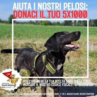 VENDO Cani a Pieve Fissiraga &ndash; foto 1