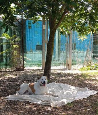 VENDO Cani a Milano &ndash; foto 1