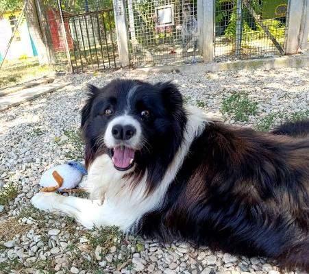 VENDO Cani a Milano &ndash; foto 1