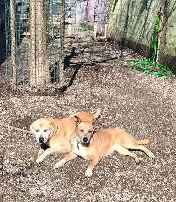 VENDO Cani a Novi Ligure &ndash; foto 1