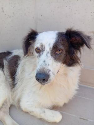 VENDO Cani a Corte Franca &ndash; foto 1