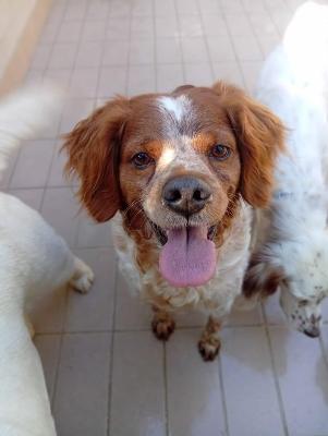 VENDO Cani a Corte Franca &ndash; foto 1
