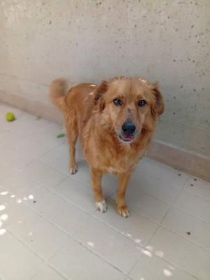VENDO Cani a Corte Franca &ndash; foto 1