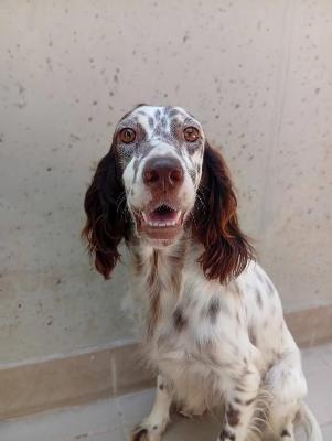 VENDO Cani a Corte Franca &ndash; foto 1