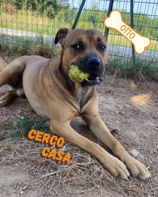 VENDO Cani a Olgiate Comasco &ndash; foto 1