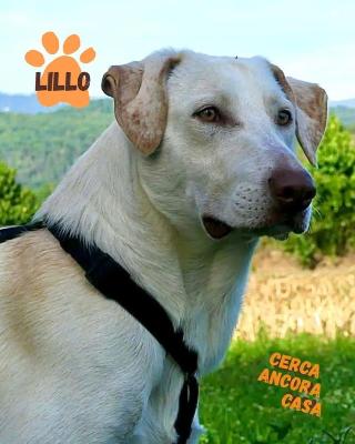 VENDO Cani a Olgiate Comasco &ndash; foto 1
