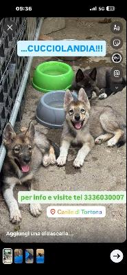 VENDO Cani a Tortona &ndash; foto 1