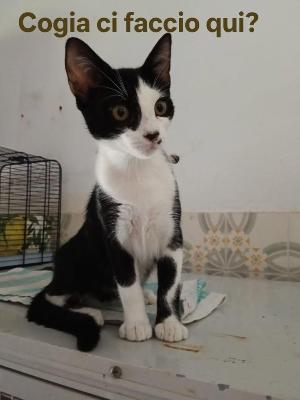 VENDO Gatti a Tortona &ndash; foto 1