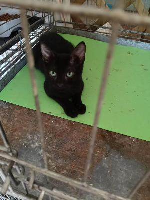 VENDO Gatti a Tortona &ndash; foto 1