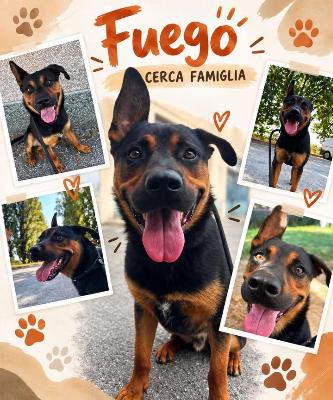 VENDO Cani a Trezzano sul Naviglio &ndash; foto 1