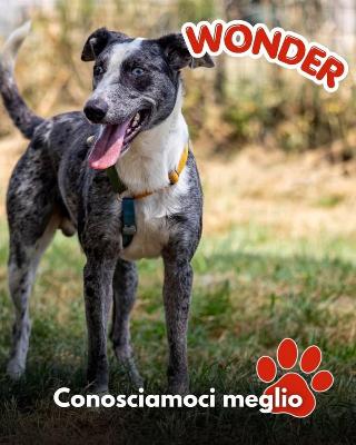 VENDO Cani a Mariano Comense &ndash; foto 1