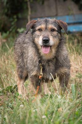 VENDO Cani a Brescia &ndash; foto 1