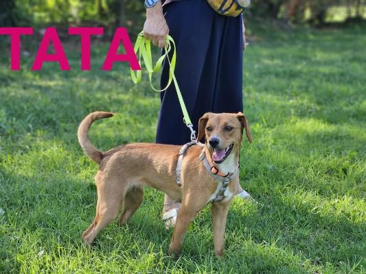 VENDO Cani a Brescia &ndash; foto 1