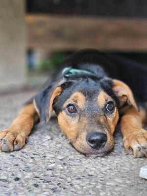 VENDO Cani a Brescia &ndash; foto 1