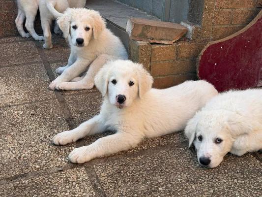 VENDO Cani a Campi Bisenzio &ndash; foto 1