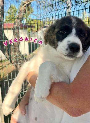 VENDO Cani a Campi Bisenzio &ndash; foto 1