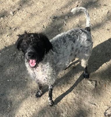 VENDO Cani a Campi Bisenzio &ndash; foto 1