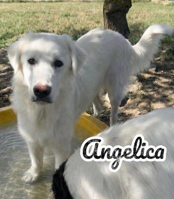 VENDO Cani a Campi Bisenzio &ndash; foto 1