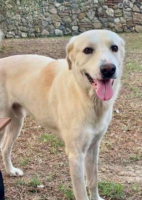 VENDO Cani a Campi Bisenzio &ndash; foto 1