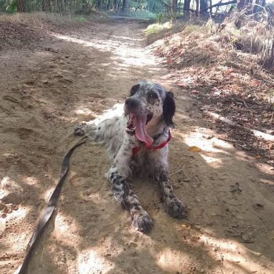 VENDO Cani a Somma Lombardo &ndash; foto 1