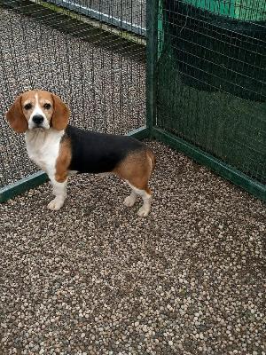 VENDO Cani a Pieve Fissiraga &ndash; foto 1