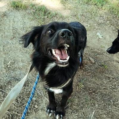 VENDO Cani a Pieve Fissiraga &ndash; foto 1