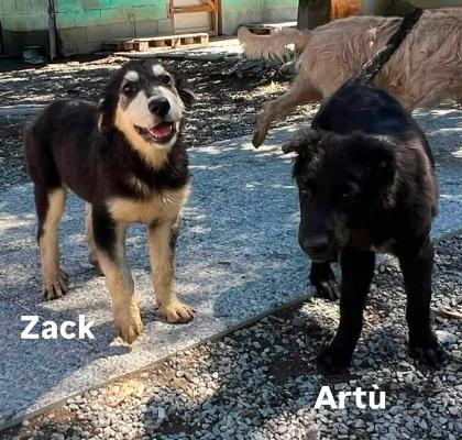 VENDO Cani a Novi Ligure &ndash; foto 1