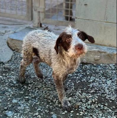 VENDO Cani a Novi Ligure &ndash; foto 1