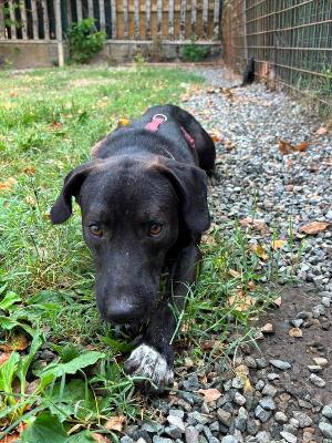 VENDO Cani a Tortona &ndash; foto 1