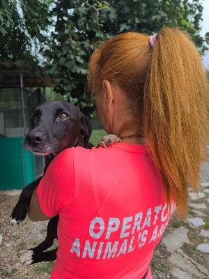 VENDO Cani a Tortona &ndash; foto 1