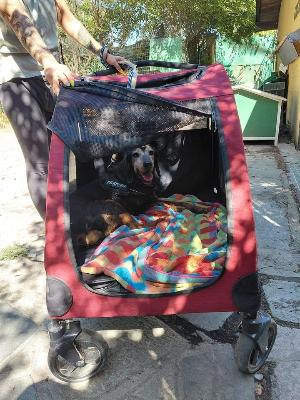 VENDO Cani a Pieve Fissiraga &ndash; foto 1