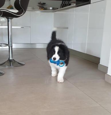 VENDO Cani a La Spezia &ndash; foto 1