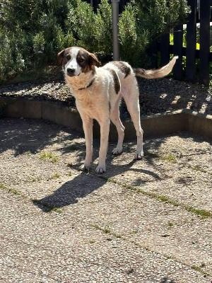 VENDO Cani a La Spezia &ndash; foto 1